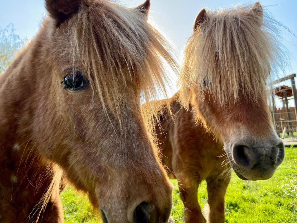 Hotel Weisse Muehle Breitenworbis Exteriör bild